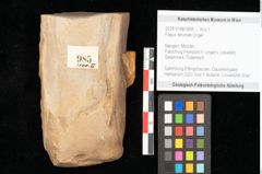 Foto (Objekt + Etikett) von Fagus feroniae Unger (NHMW-GEO-2024-0188-0985)